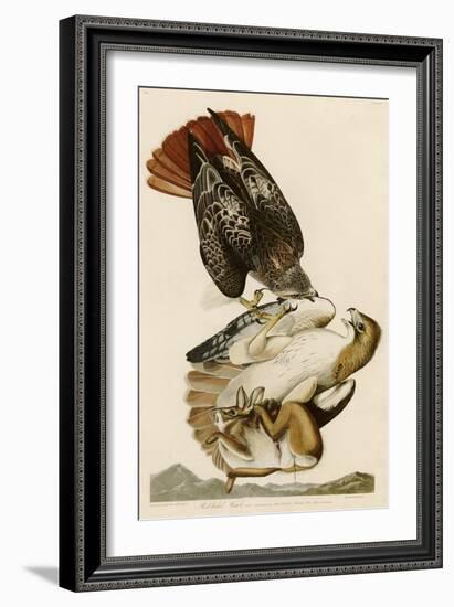 Red-Tailed Hawk-John James Audubon-Framed Giclee Print