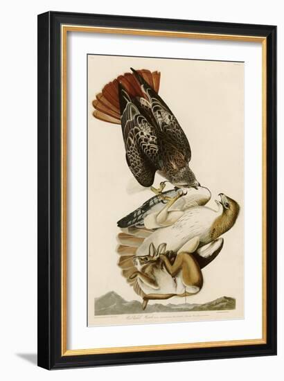 Red-Tailed Hawk-John James Audubon-Framed Giclee Print