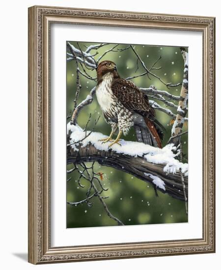 Red Tailed Hawk-William Vanderdasson-Framed Giclee Print