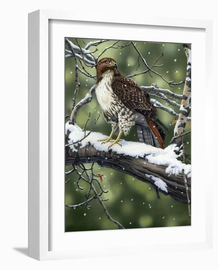 Red Tailed Hawk-William Vanderdasson-Framed Giclee Print