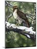 Red Tailed Hawk-William Vanderdasson-Mounted Giclee Print