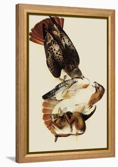 Red-Tailed Hawks-John James Audubon-Framed Premier Image Canvas
