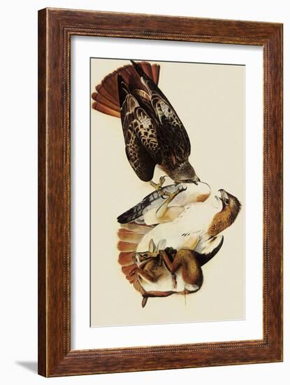 Red-Tailed Hawks-John James Audubon-Framed Giclee Print
