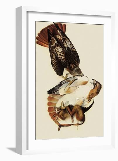 Red-Tailed Hawks-John James Audubon-Framed Giclee Print