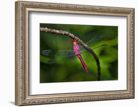 Red-tailed Pennant (Brachymesia furcata) resting on perch-Larry Ditto-Framed Photographic Print