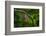 Red-tailed Pennant (Brachymesia furcata) resting on perch-Larry Ditto-Framed Photographic Print