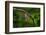 Red-tailed Pennant (Brachymesia furcata) resting on perch-Larry Ditto-Framed Photographic Print