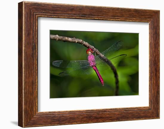 Red-tailed Pennant (Brachymesia furcata) resting on perch-Larry Ditto-Framed Photographic Print