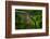 Red-tailed Pennant (Brachymesia furcata) resting on perch-Larry Ditto-Framed Photographic Print