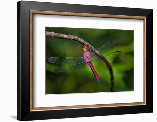 Red-tailed Pennant (Brachymesia furcata) resting on perch-Larry Ditto-Framed Photographic Print