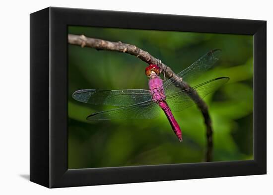 Red-tailed Pennant (Brachymesia furcata) resting on perch-Larry Ditto-Framed Premier Image Canvas