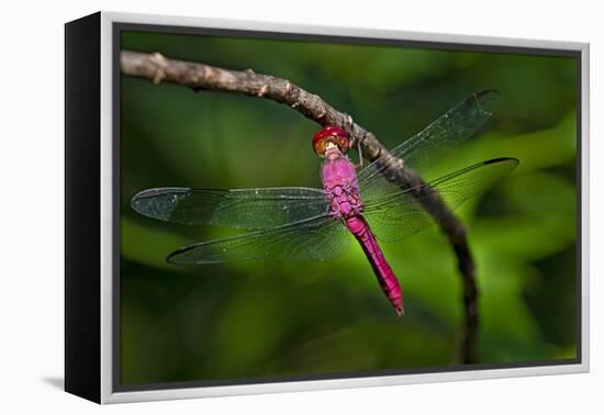Red-tailed Pennant (Brachymesia furcata) resting on perch-Larry Ditto-Framed Premier Image Canvas