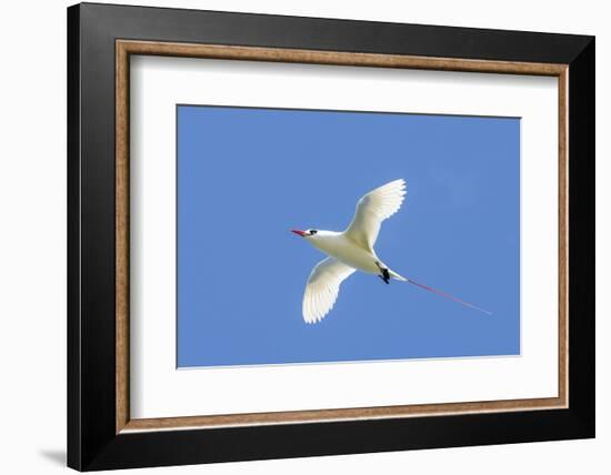 Red-Tailed Tropicbird, Kilauea Point National Wildlife Refuge, Kauai, Hawaii-Michael DeFreitas-Framed Photographic Print