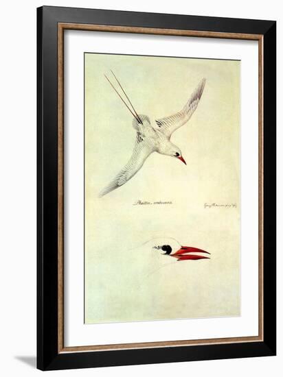 Red-Tailed Tropicbird, Phaethon Rubricauda-Sydney Parkinson-Framed Giclee Print