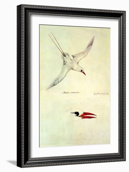 Red-Tailed Tropicbird, Phaethon Rubricauda-Sydney Parkinson-Framed Giclee Print