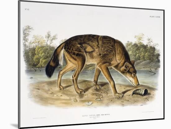 Red Texan Wolf, 1845 (Hand-Coloured Lithograph)-John James Audubon-Mounted Giclee Print