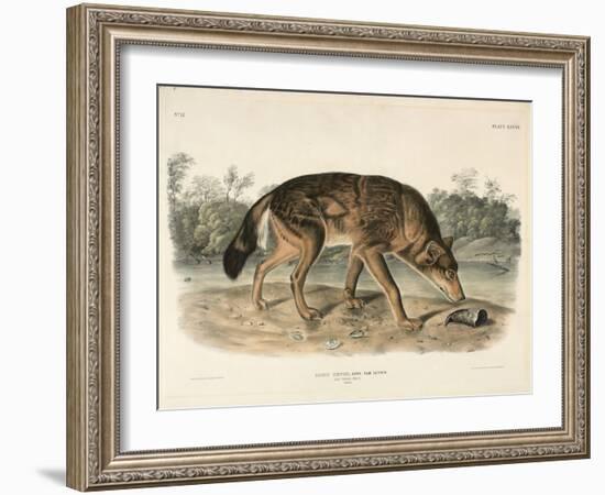 Red Texan Wolf (Canis Lupus), 1845 (Hand-Coloured Lithograph)-John James Audubon-Framed Giclee Print