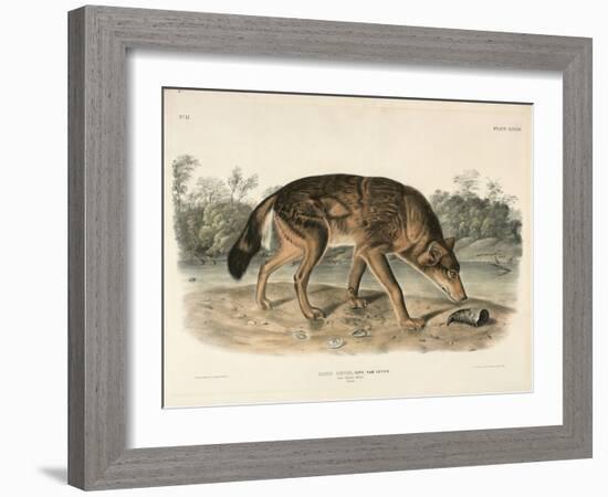 Red Texan Wolf (Canis Lupus), 1845 (Hand-Coloured Lithograph)-John James Audubon-Framed Giclee Print