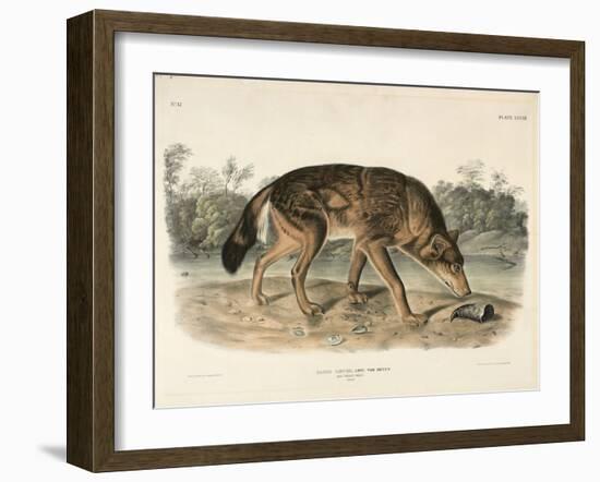 Red Texan Wolf (Canis Lupus), 1845 (Hand-Coloured Lithograph)-John James Audubon-Framed Giclee Print