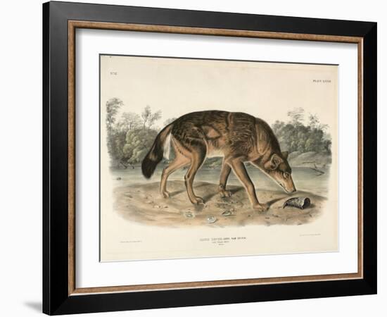 Red Texan Wolf (Canis Lupus), 1845 (Hand-Coloured Lithograph)-John James Audubon-Framed Giclee Print