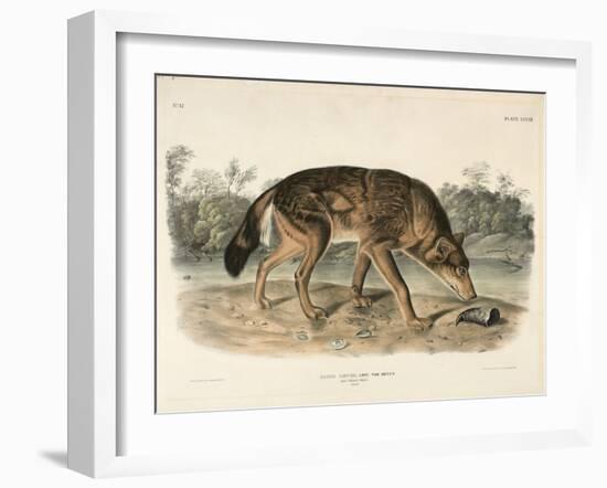 Red Texan Wolf (Canis Lupus), 1845 (Hand-Coloured Lithograph)-John James Audubon-Framed Giclee Print