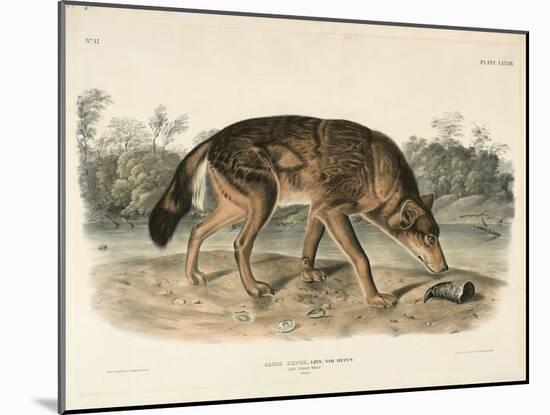Red Texan Wolf (Canis Lupus), 1845 (Hand-Coloured Lithograph)-John James Audubon-Mounted Giclee Print