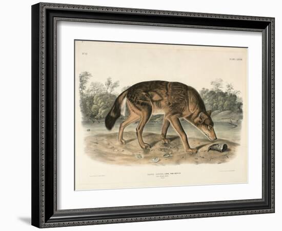 Red Texan Wolf (Canis Lupus), 1845 (Hand-Coloured Lithograph)-John James Audubon-Framed Giclee Print