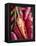 Red Thai Chillies-Greg Elms-Framed Premier Image Canvas