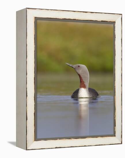 Red-Throated Diver (Gavia Stellata) Adult on Breeding Loch, Flow Country, Highland, Scotland, UK-Mark Hamblin-Framed Premier Image Canvas