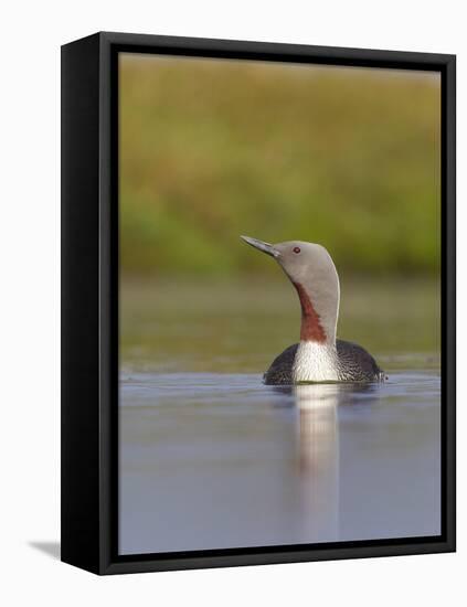 Red-Throated Diver (Gavia Stellata) Adult on Breeding Loch, Flow Country, Highland, Scotland, UK-Mark Hamblin-Framed Premier Image Canvas