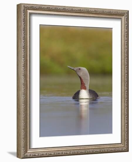 Red-Throated Diver (Gavia Stellata) Adult on Breeding Loch, Flow Country, Highland, Scotland, UK-Mark Hamblin-Framed Photographic Print