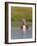 Red-Throated Diver (Gavia Stellata) Adult on Breeding Loch, Flow Country, Highland, Scotland, UK-Mark Hamblin-Framed Photographic Print