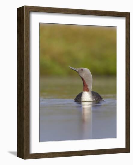 Red-Throated Diver (Gavia Stellata) Adult on Breeding Loch, Flow Country, Highland, Scotland, UK-Mark Hamblin-Framed Photographic Print