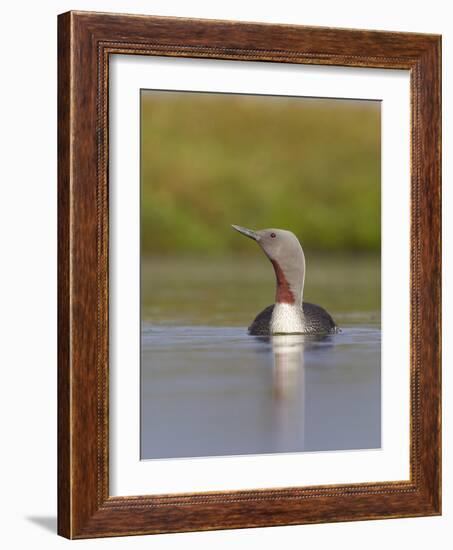 Red-Throated Diver (Gavia Stellata) Adult on Breeding Loch, Flow Country, Highland, Scotland, UK-Mark Hamblin-Framed Photographic Print