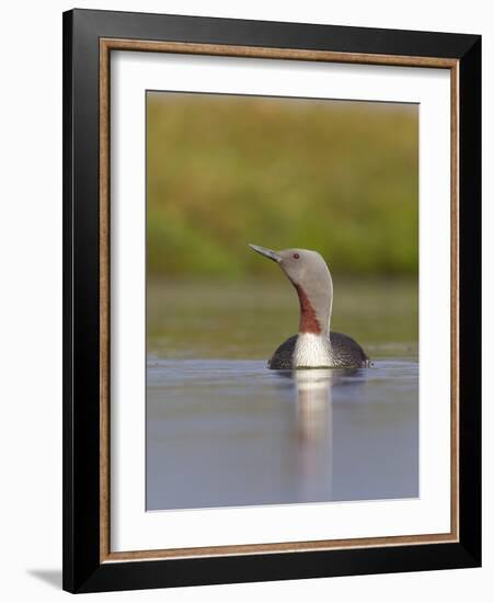 Red-Throated Diver (Gavia Stellata) Adult on Breeding Loch, Flow Country, Highland, Scotland, UK-Mark Hamblin-Framed Photographic Print