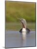 Red-Throated Diver (Gavia Stellata) Adult on Breeding Loch, Flow Country, Highland, Scotland, UK-Mark Hamblin-Mounted Photographic Print