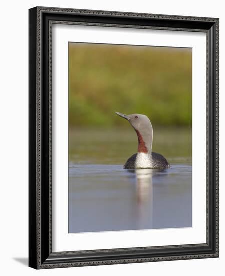 Red-Throated Diver (Gavia Stellata) Adult on Breeding Loch, Flow Country, Highland, Scotland, UK-Mark Hamblin-Framed Photographic Print