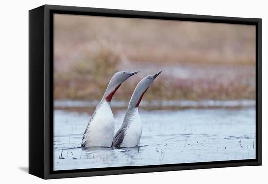 Red-throated diver pair displaying on the water, Finland-Markus Varesvuo-Framed Premier Image Canvas