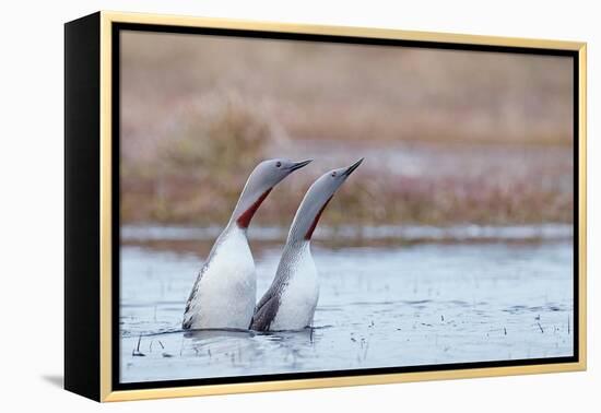Red-throated diver pair displaying on the water, Finland-Markus Varesvuo-Framed Premier Image Canvas