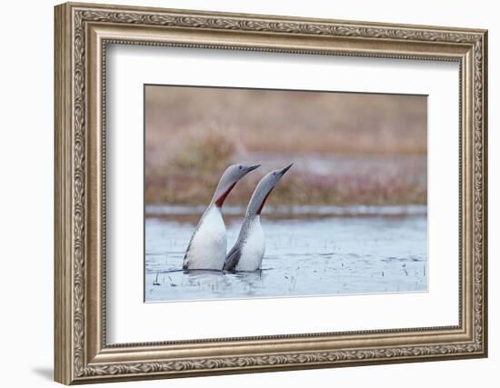 Red-throated diver pair displaying on the water, Finland-Markus Varesvuo-Framed Photographic Print