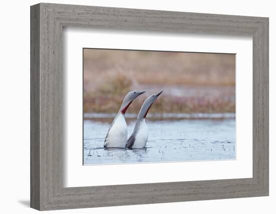 Red-throated diver pair displaying on the water, Finland-Markus Varesvuo-Framed Photographic Print