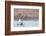 Red-throated diver pair displaying on the water, Finland-Markus Varesvuo-Framed Photographic Print