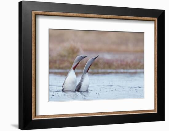 Red-throated diver pair displaying on the water, Finland-Markus Varesvuo-Framed Photographic Print