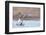 Red-throated diver pair displaying on the water, Finland-Markus Varesvuo-Framed Photographic Print