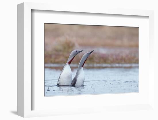 Red-throated diver pair displaying on the water, Finland-Markus Varesvuo-Framed Photographic Print