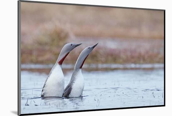 Red-throated diver pair displaying on the water, Finland-Markus Varesvuo-Mounted Photographic Print