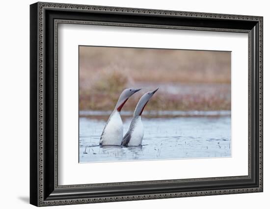 Red-throated diver pair displaying on the water, Finland-Markus Varesvuo-Framed Photographic Print