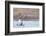 Red-throated diver pair displaying on the water, Finland-Markus Varesvuo-Framed Photographic Print