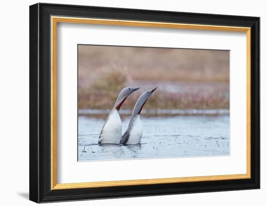 Red-throated diver pair displaying on the water, Finland-Markus Varesvuo-Framed Photographic Print