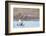 Red-throated diver pair displaying on the water, Finland-Markus Varesvuo-Framed Photographic Print